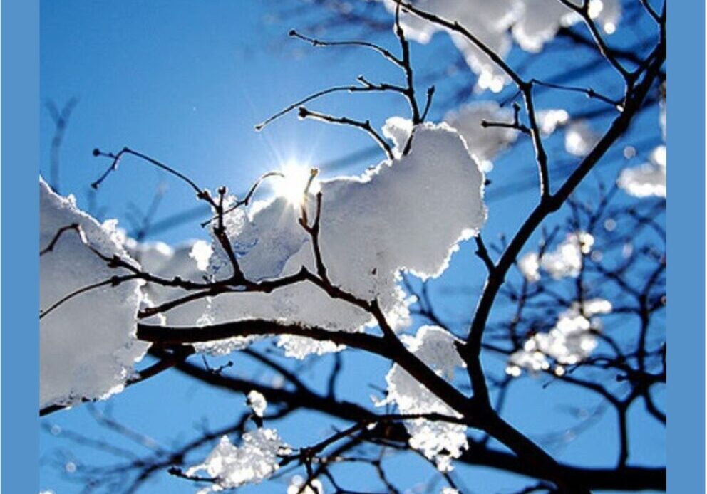 A tree with snow on it and the sun shining through.